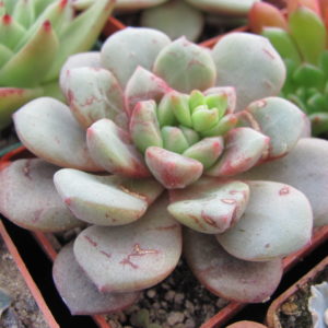 Echeveria   *Jelly Jem*   Red       hybr.