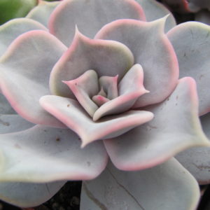 Echeveria lilacina