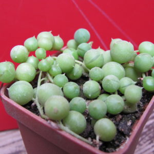 Senecio rowleyanus