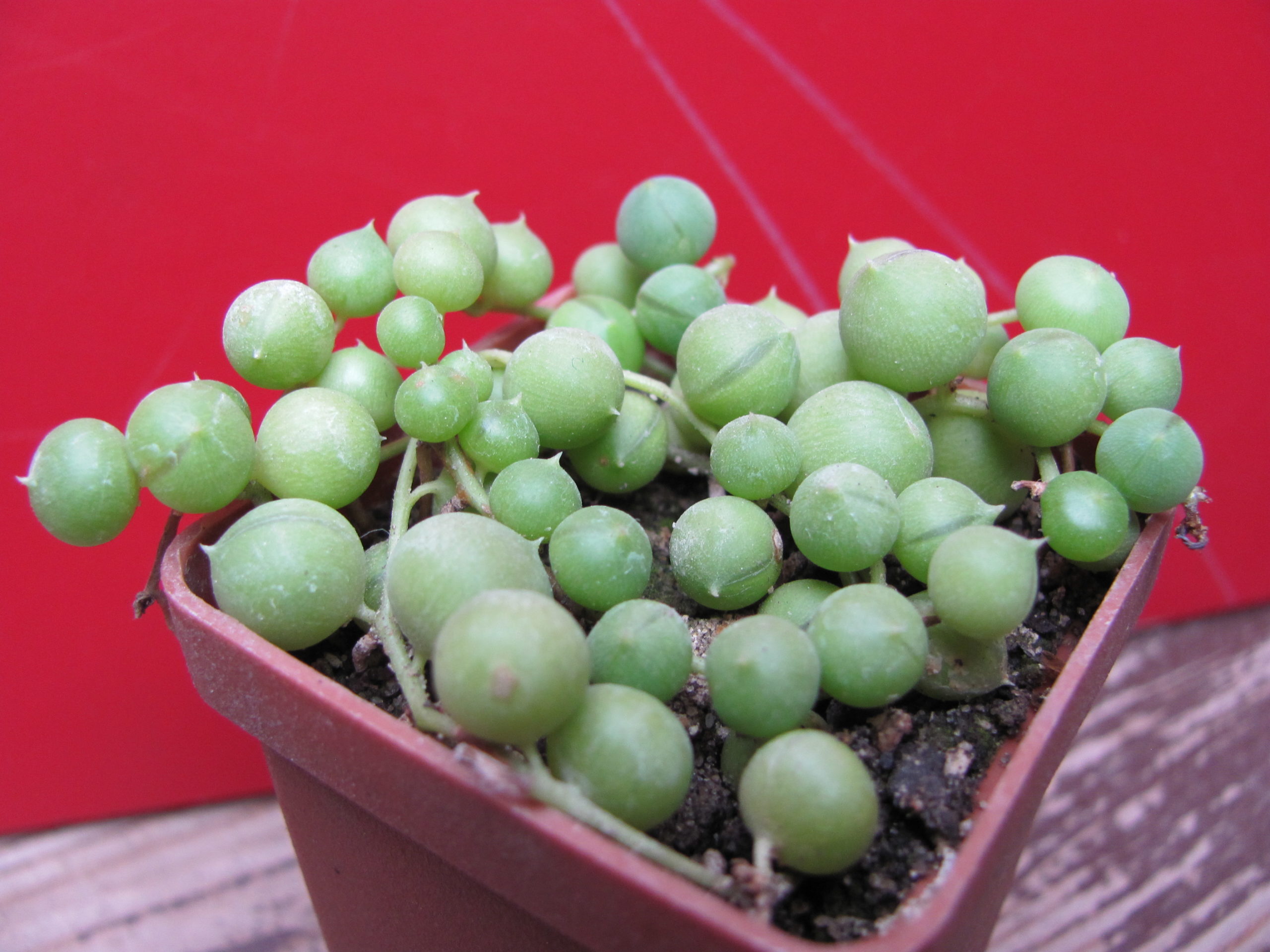 Senecio rowleyanus