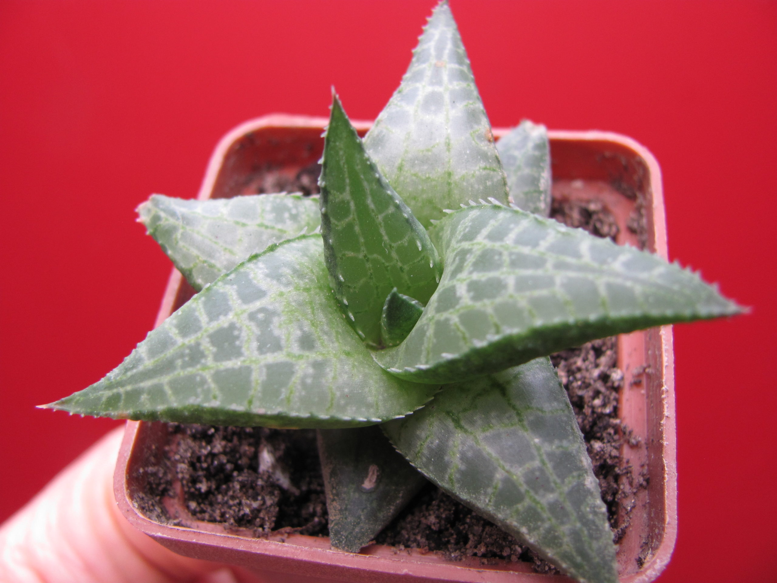 Haworthia   tessellata