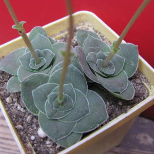 Crassula hemisphaerica