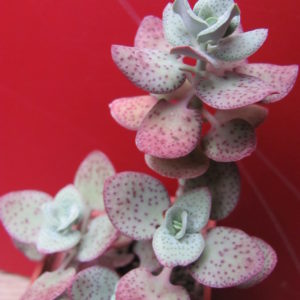 Crassula cordata