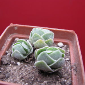 Crassula Ivory Pagoda