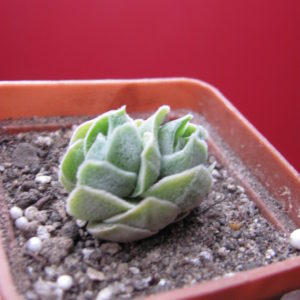 Crassula   Ivory Pagoda