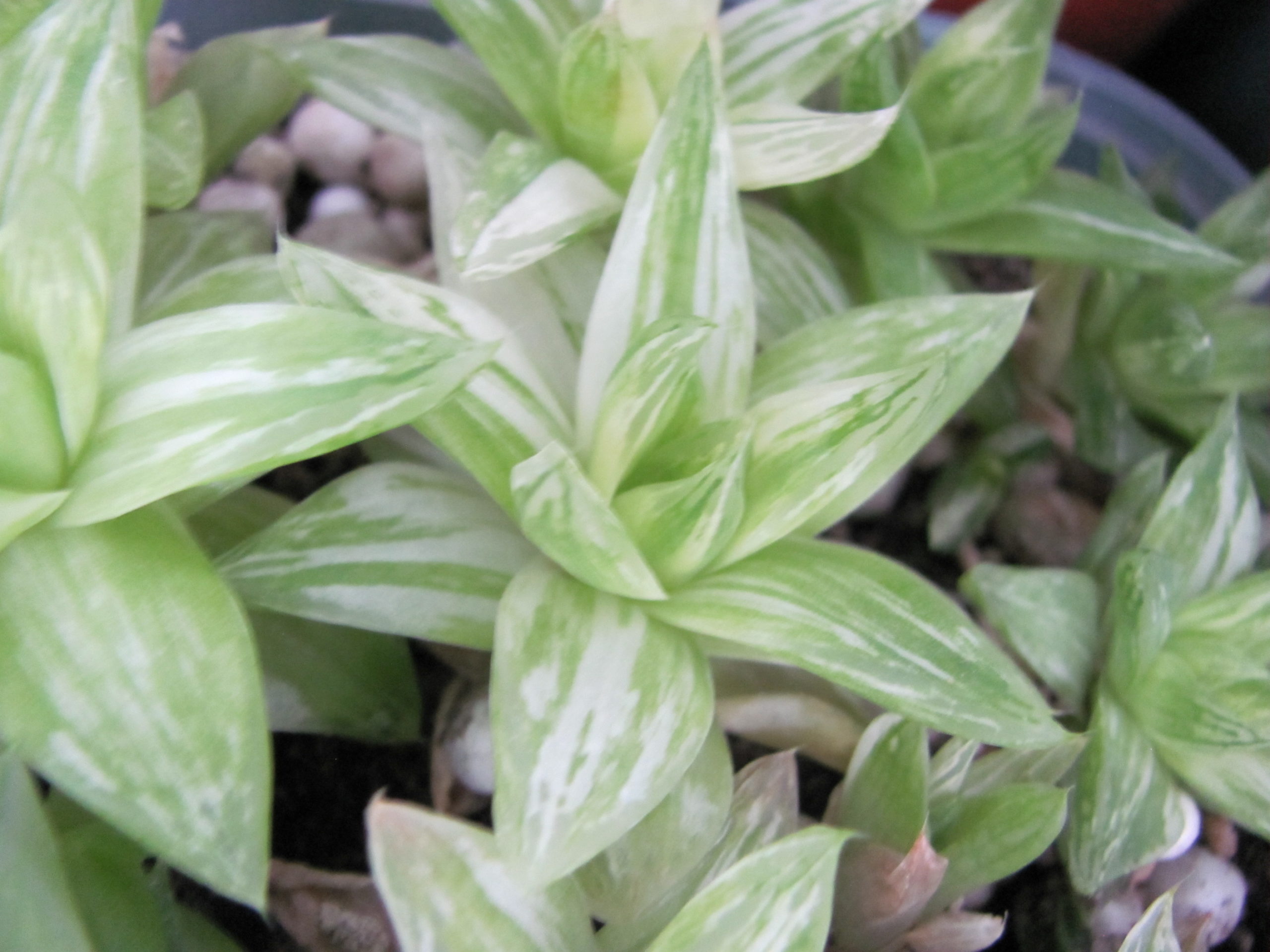 Haworthia  cymbiformis   variegata