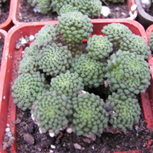 Monanthes   polyphylla