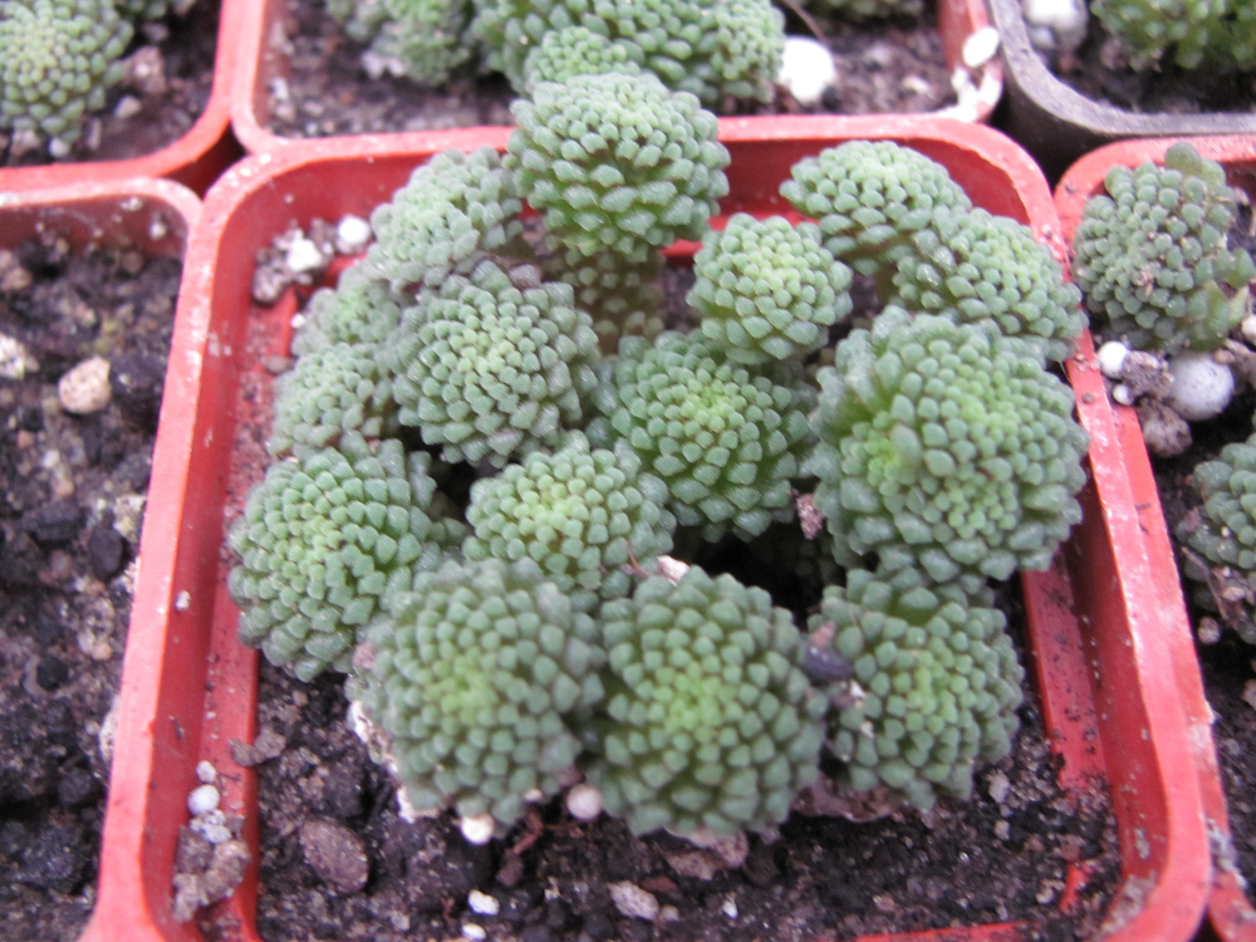 Monanthes   polyphylla