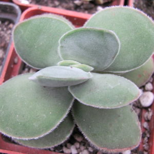 Crassula cotyledonis