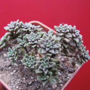 Monanthes subcrassicaulis