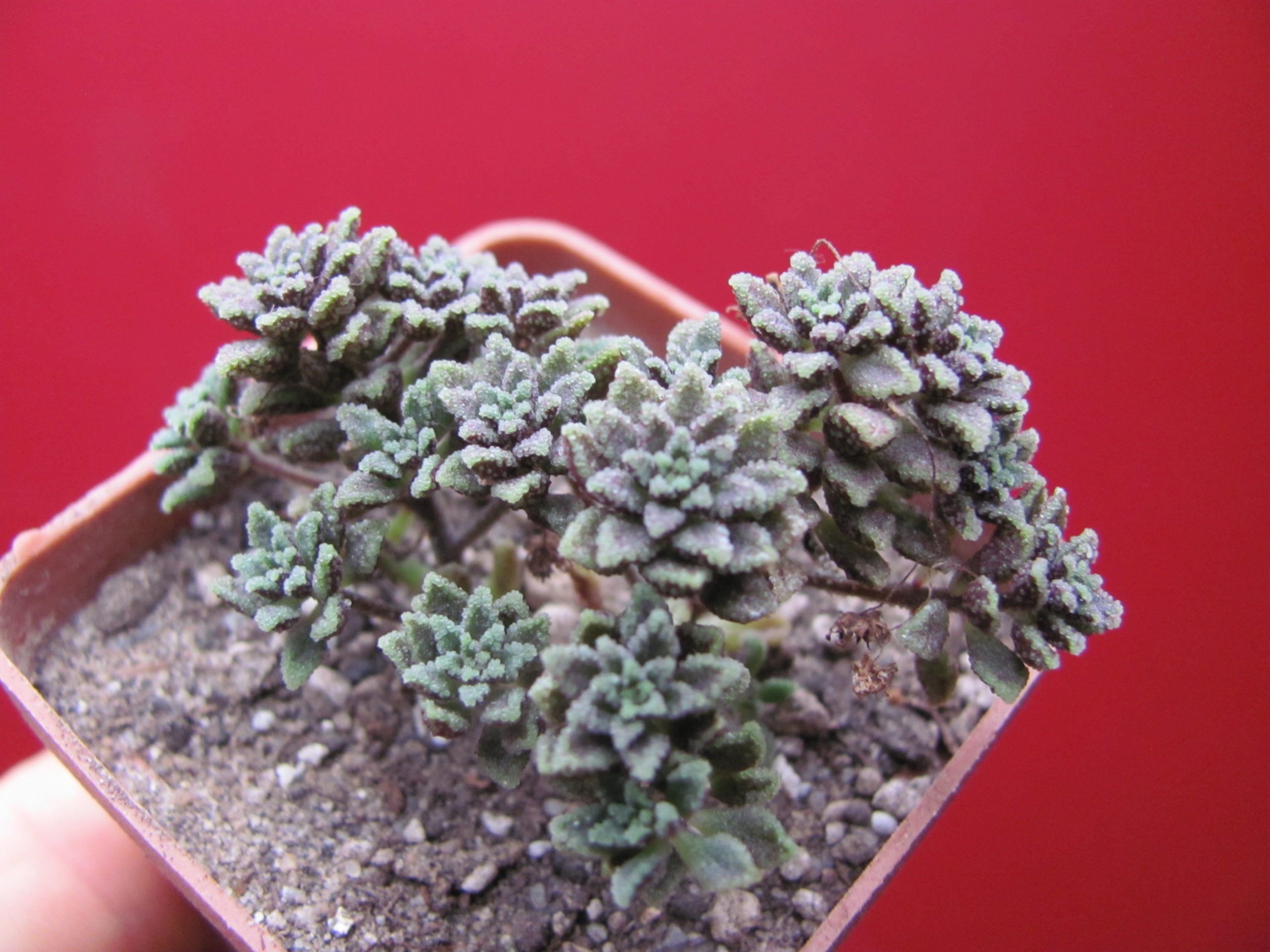 Monanthes subcrassicaulis