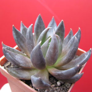 Echeveria   Black Knight