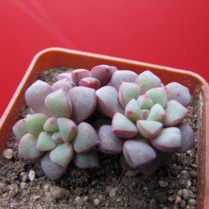 Echeveria   expatriata