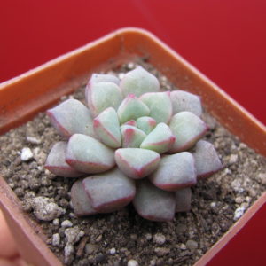Echeveria   expatriata