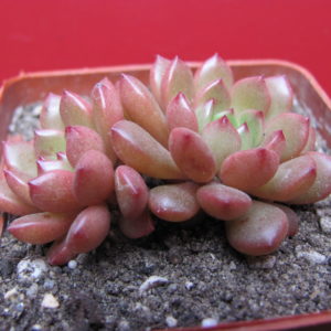Echeveria  Bashful