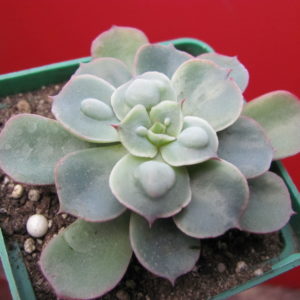 Echeveria    Raindrops