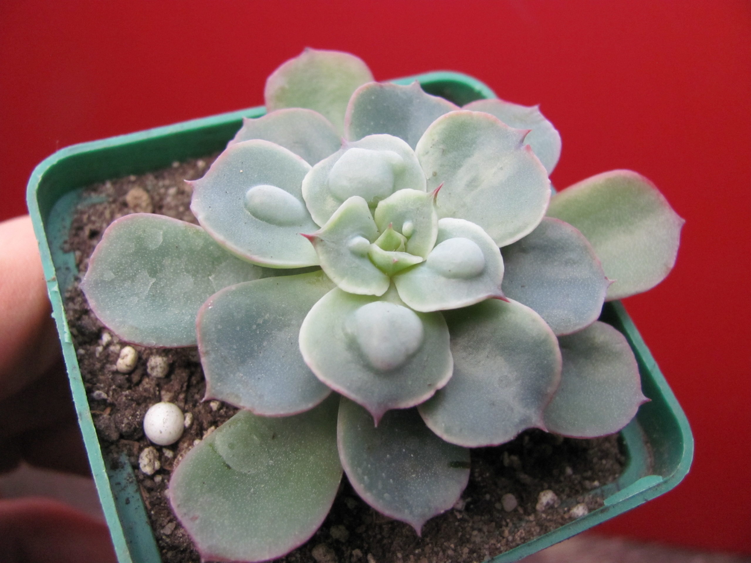 Echeveria Raindrops