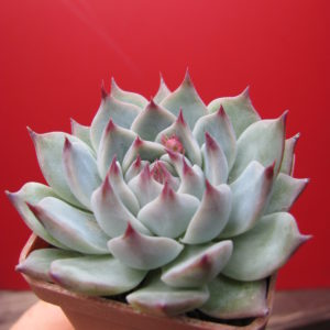 Echeveria   Tippy