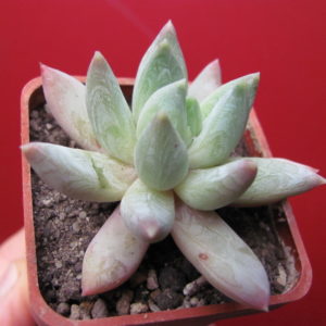 Pachyveria     *Yvonne*