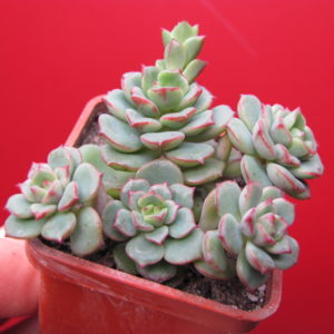 Sedeveria   Pudgy