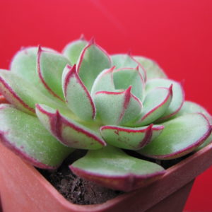 Echeveria    Joan  Daniel