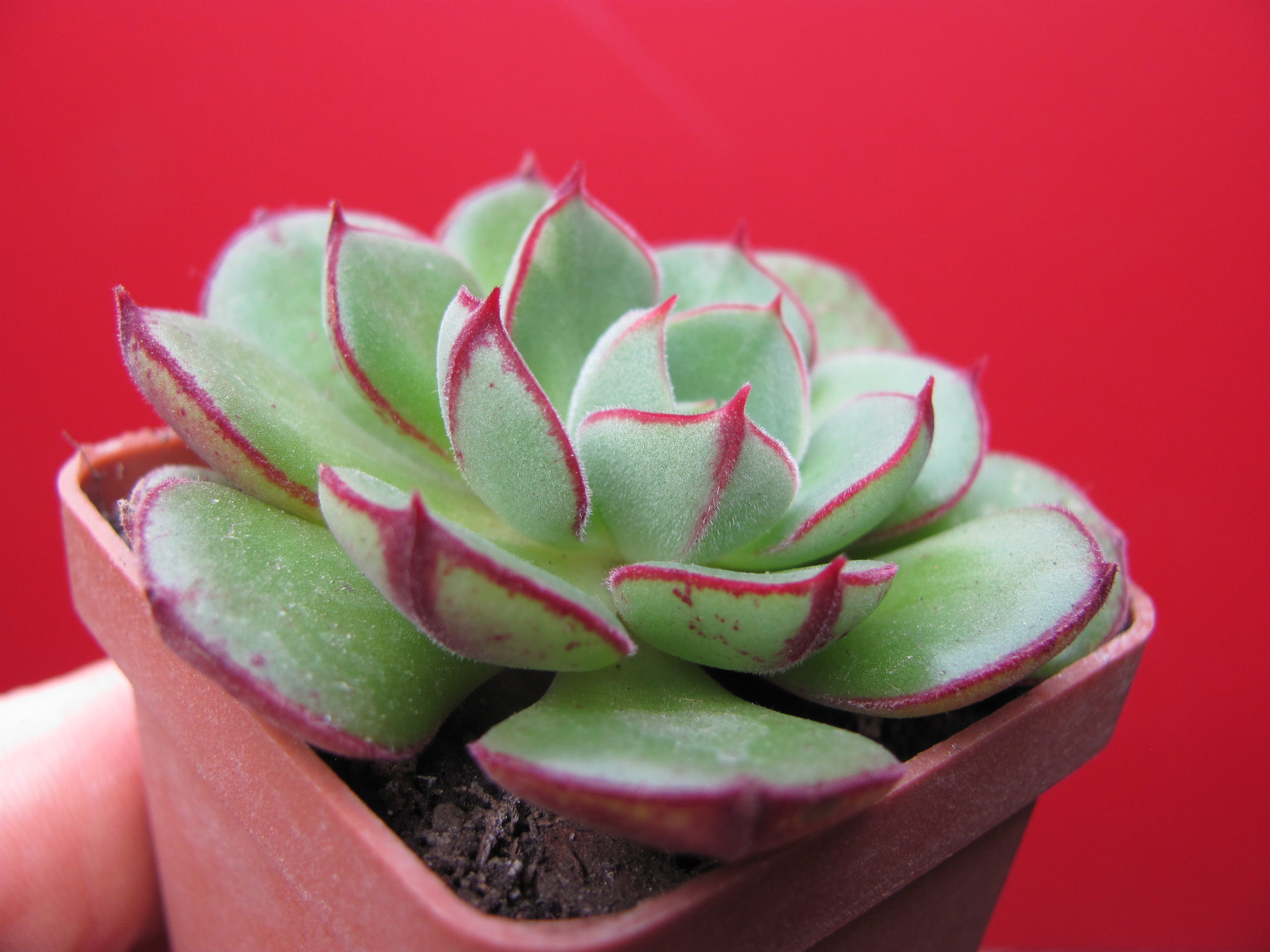 Echeveria    Joan  Daniel