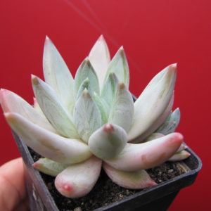 Echeveria   hookeri