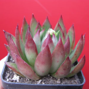 Echeveria  agavoides  Cristmas