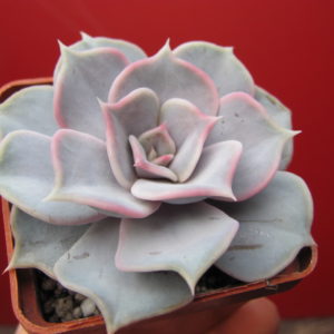 Echeveria  lilacina