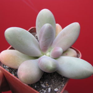Pachyphytum    *Capitan  Jessop*