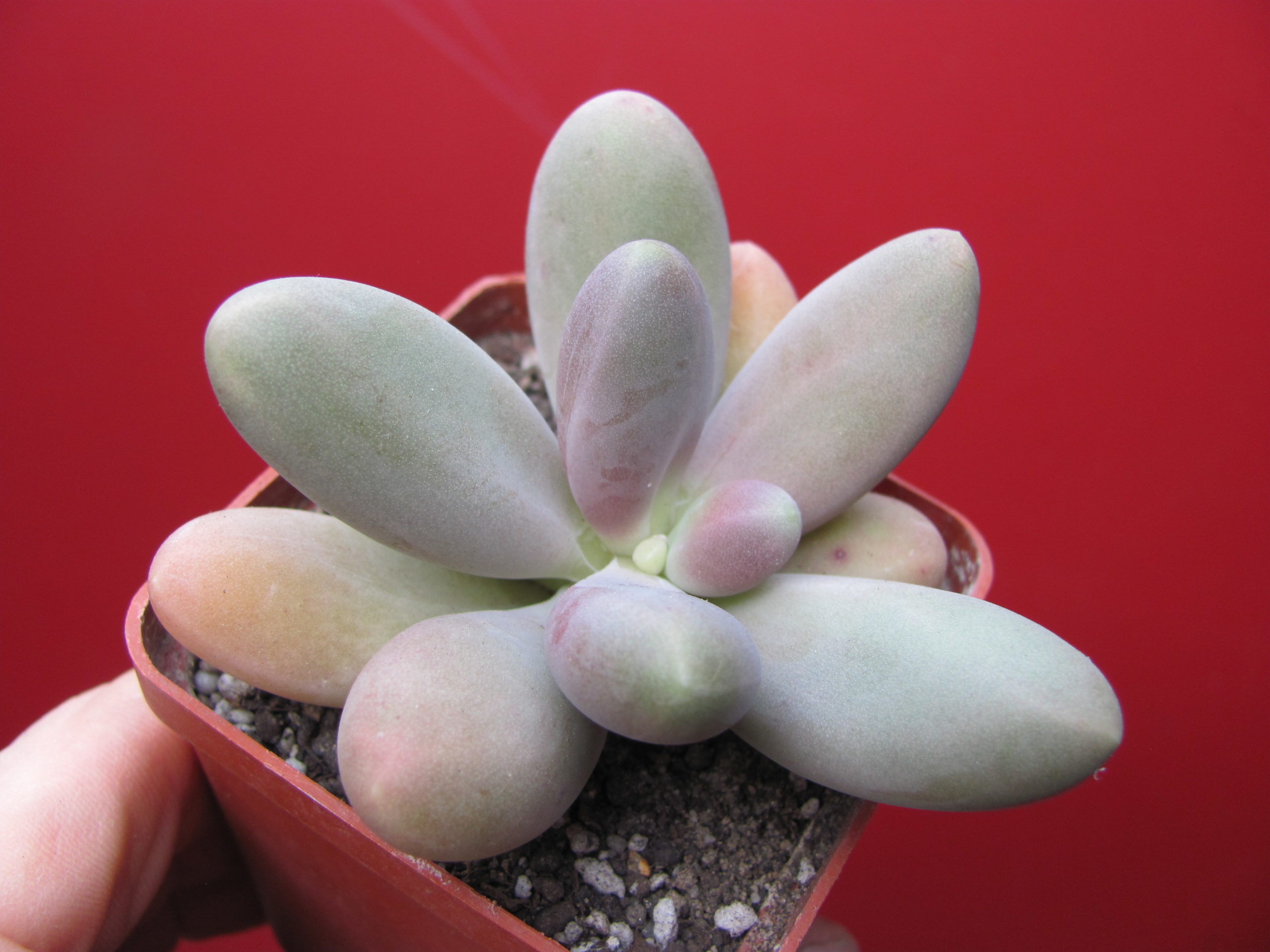 Pachyphytum    *Capitan  Jessop*