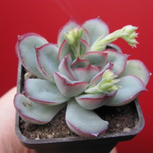 Echeveria  pulidonis