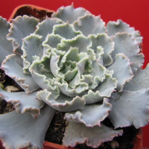Echeveria   *Curly  Pearl*