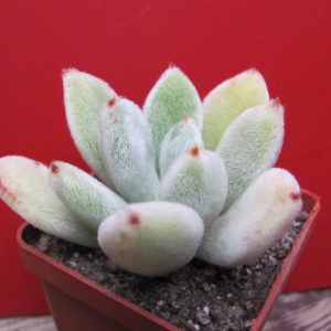 Echeveria leucotricha