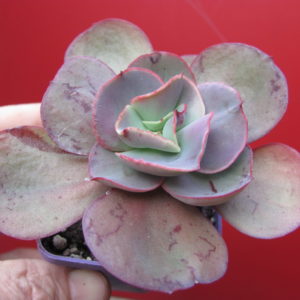Echeveria   Suyon