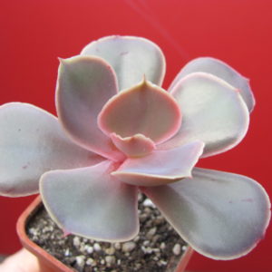 Echeveria   Bimbo
