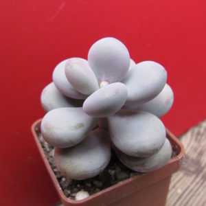 Pachyphytum  Pink