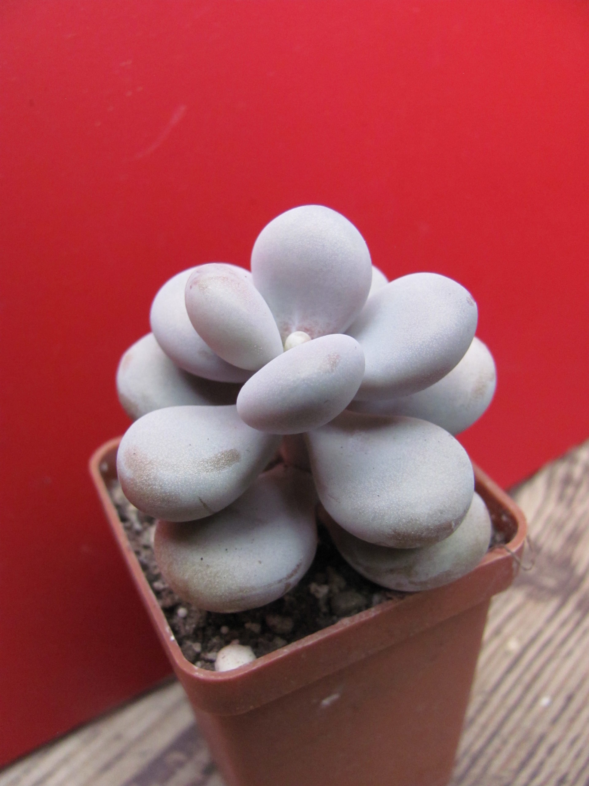 Pachyphytum  Pink