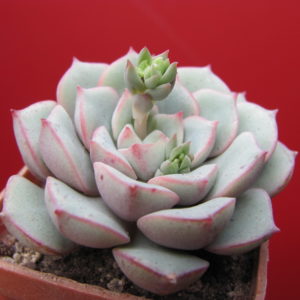 Echeveria   Panda  Face