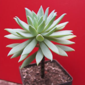 Dudleya  farinosa