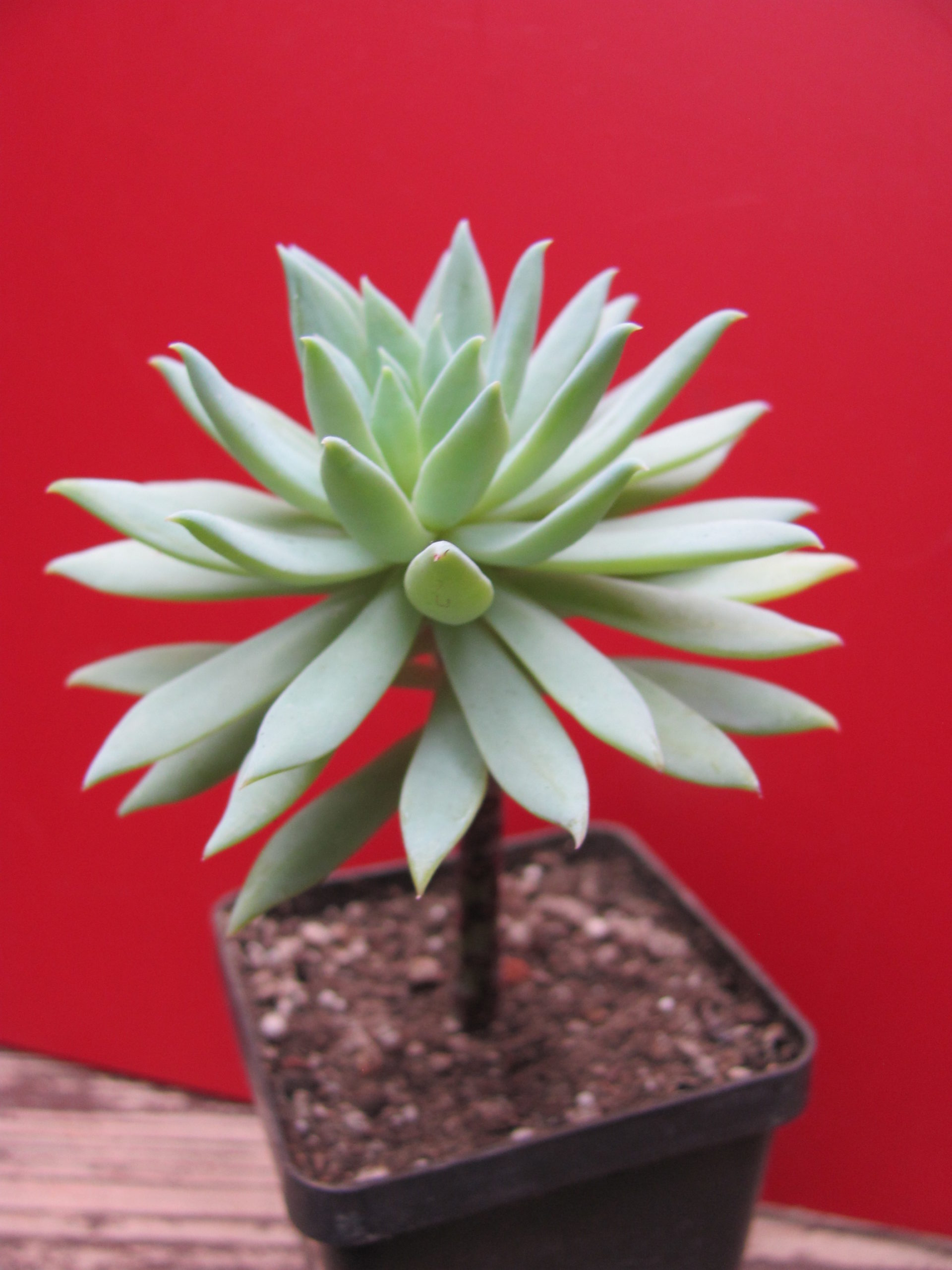 Dudleya  farinosa