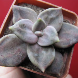 Echeveria xichuensis