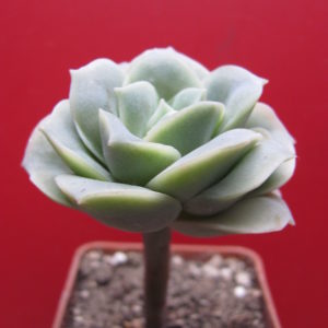 Echeveria   Lovely Rosae