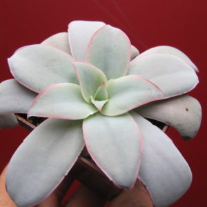 Echeveria  Cante