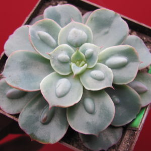 Echeveria  Raindrops  x Parva