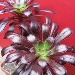 Aeonium   schwarzkopf