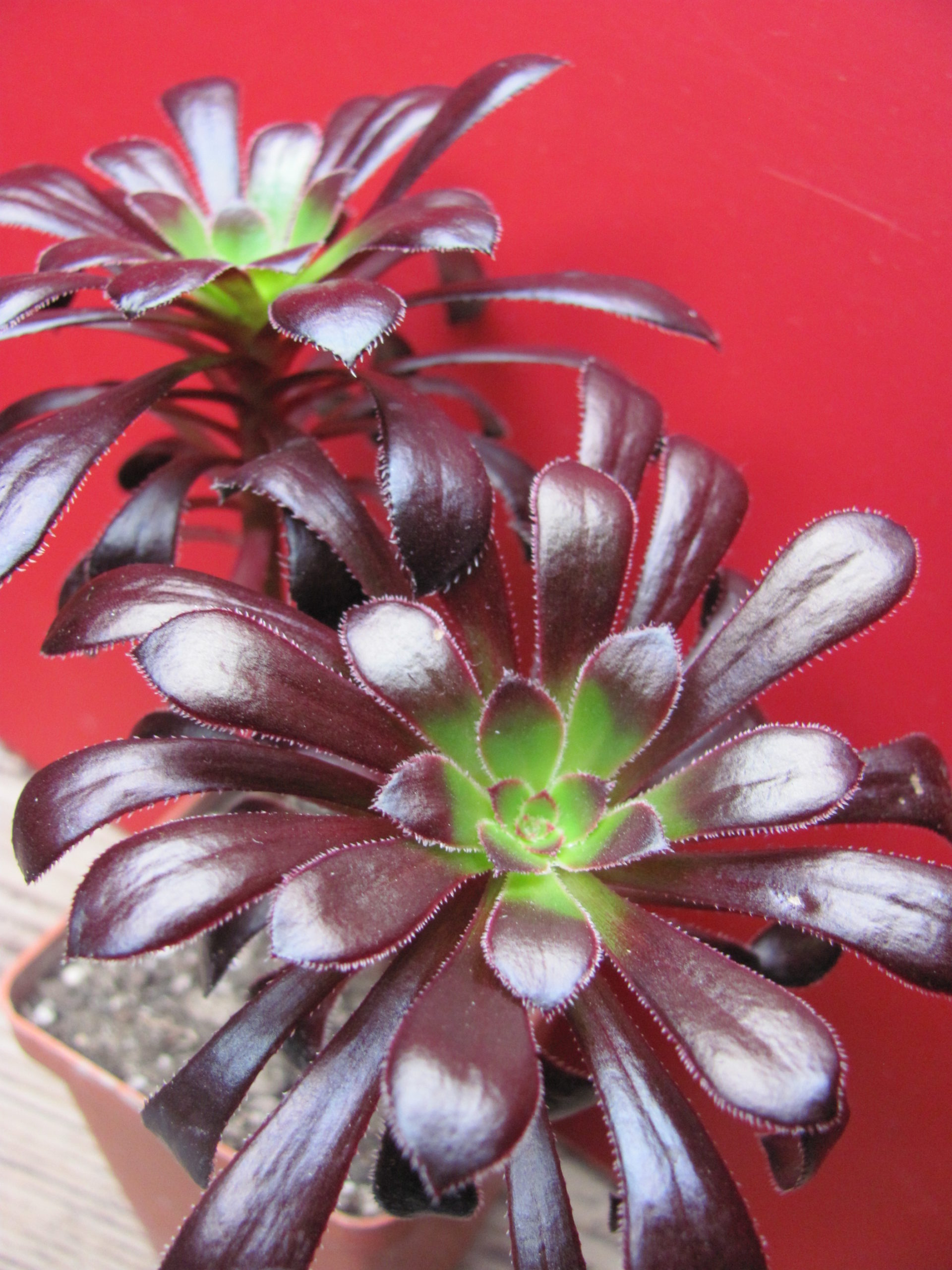 Aeonium schwarzkopf