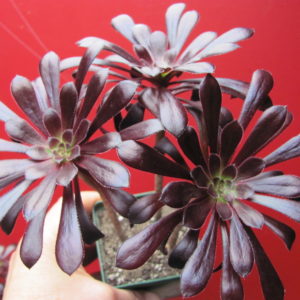 Aeonium  schwarzkopf      3 вместе