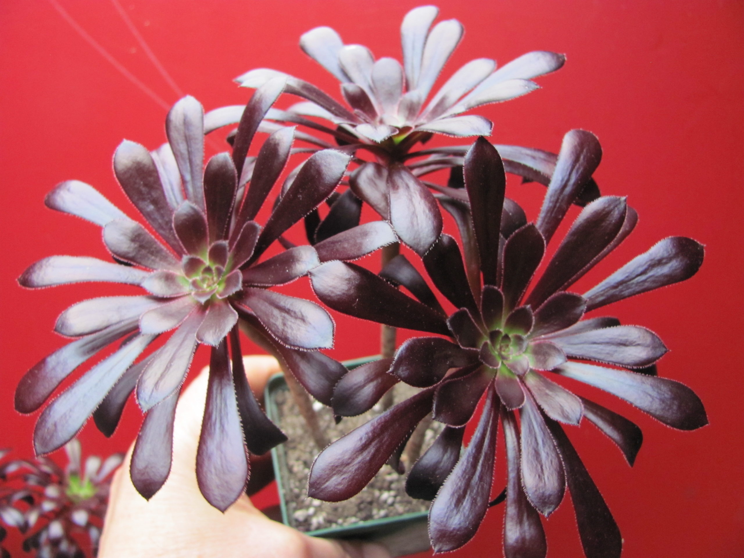 Aeonium schwarzkopf 3 вместе