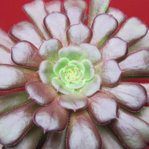 Aeonium  Velour